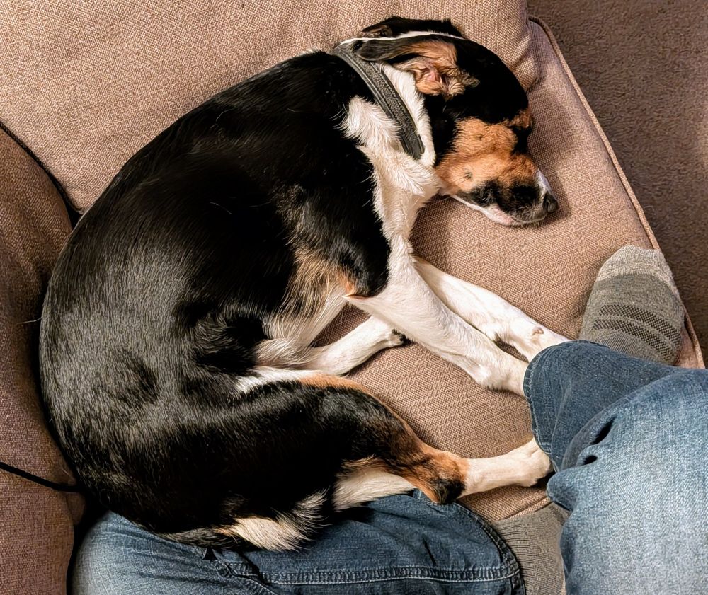 A tri colour dog snoozing on half of the sofa, with me now unable to stretch my kegs