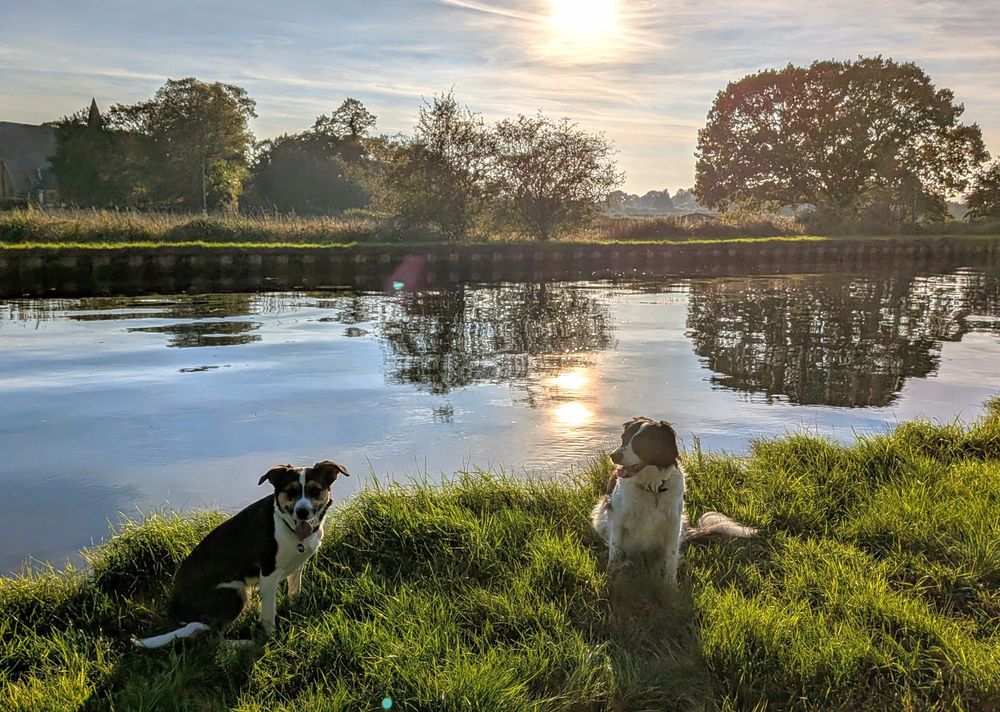 2 dogs on the grass by a sunny canal. Trees on the opposite bank are reflected in the water  a low sun shines into the camera.