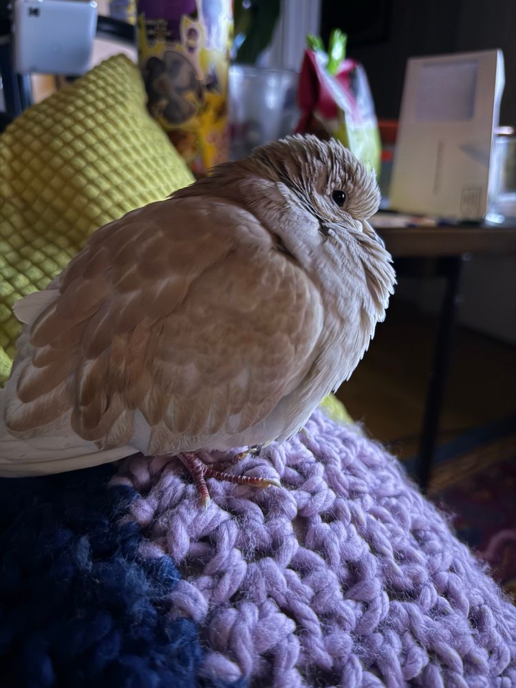 An extremely fluffed up dove perched on a crochet blanket 