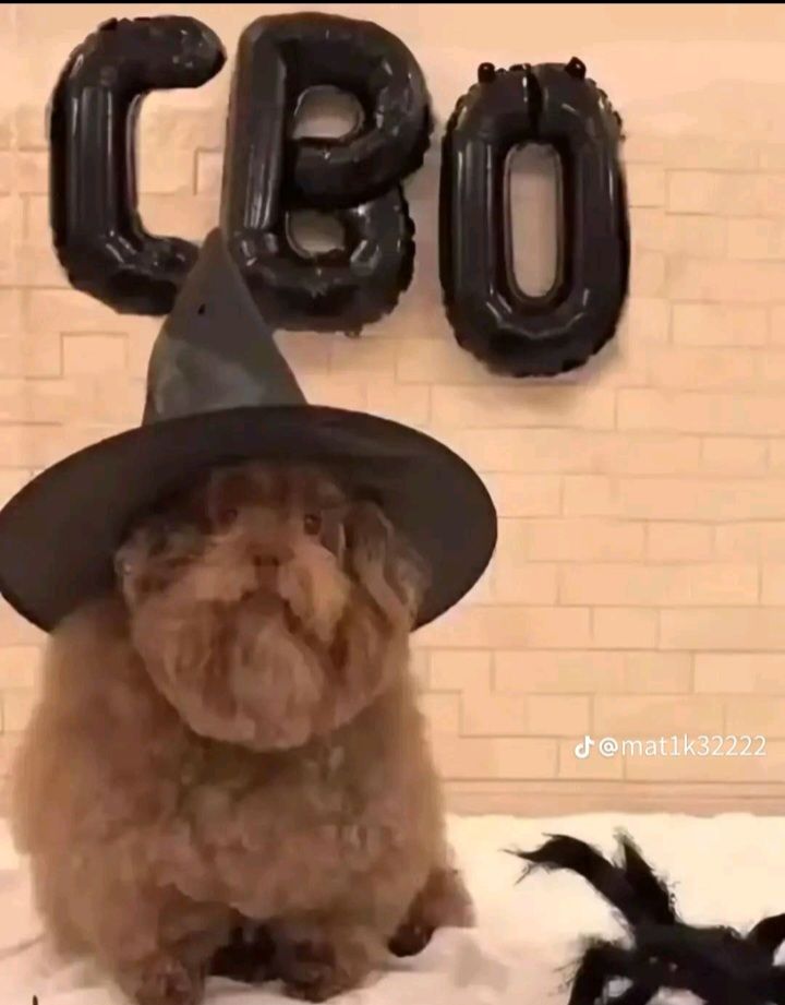 Dog with witch hat






Thats litterally so true though there is way more space in the image description than normal posts. Honestly I think the restriction on post length limits is kinda stupid.

It's taking from Twitter but that was the worst part of Twitter like who wanted that? This is why I stick to Tumblr mostly because you can write a post the length of the Bible it just gets laggy if you make it to long.

The double standards are insane. That's why I thought when meta made threads that was such a stupid idea. Like "Ok here's the worst part of a popular platform Combined with Instagram" no one wanted that.

Companies just don't know what people want and it really shows. If Tumblr didn't limit me from using it than I wouldn't ever use this God forsaken app.

Speaking of that that is so annoying. Like why does it have a limit on how many posts I can like in a day

It feels like it actively doesn't want me to use the website. Which if you ask me is bad buissness practice.

Tiktok kinda has that too where it times you out if you like too many posts. But atleast you only have to wait 2 hours. Which isn't terrible.

Ya know I wanted to make this super long for the bit but I am sitting on the toilet and my legs are going numb. I have about 700 letters left so I think I can make it to the end though.

Anyway all complaining aside I do hope you're having a good day. My days been pretty good so far I'm planning on heading to the gym after this. Cuz they'll be closed on Thanksgiving and the day after.

Which ya know is fair they deserve a break for sure. It just means my excersise schedule will be a little irregular but honestly my life is irregular. 

Ever since my parents divorce it's just been everywhere ya know? That's why I have the kinks I do honestly. Just longing for a normal life.

And really who doesn't? I had this old lady tell me that she didn't think she was a lesbian because what she was really looking for was a mom buy honestly that's horse shit I'm as l