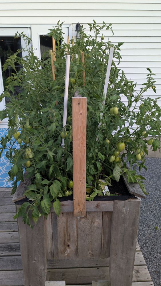 End view of my tomato garden, too many tomatoes to be easily counted. 