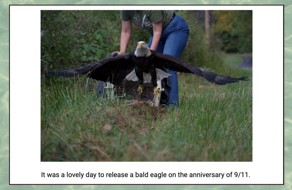 A picture of a bald eagle flying triumphantly out of a cage held by a wildlife rehabilitator or volunteer. The caption reads "It was a lovely day to release a bald eagle on the anniversary of 9/11." This made me laugh really hard. (I am stoned.)
