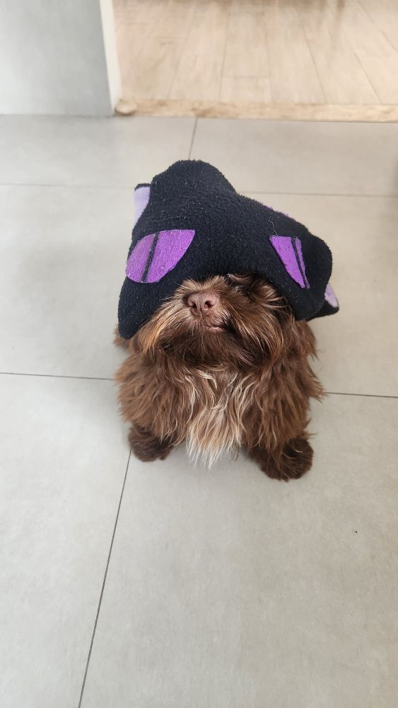 Zeca, um filhote shihtzu de cor chocolate, com uma toca de otaku preta e roxa