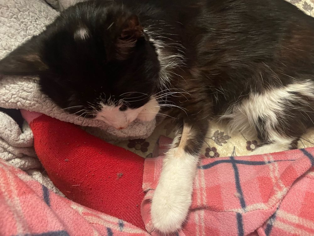Sasha resting on a fleece blanket with a paw on a pink pyjama leg
