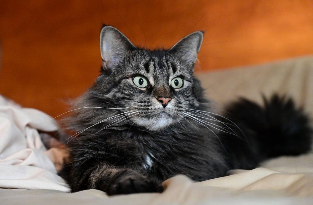Minou the rescue cat sitting on the bed looking freaked out.