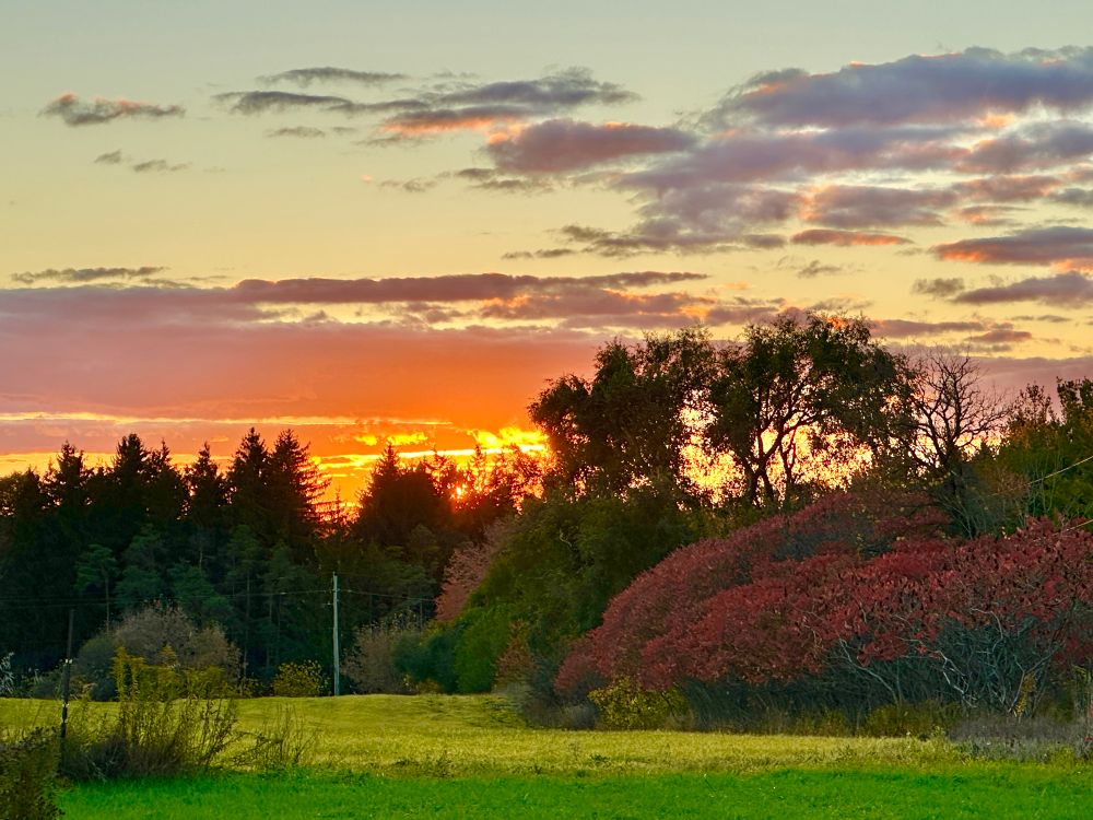 Sunset with red sumacs beside a farm field. 