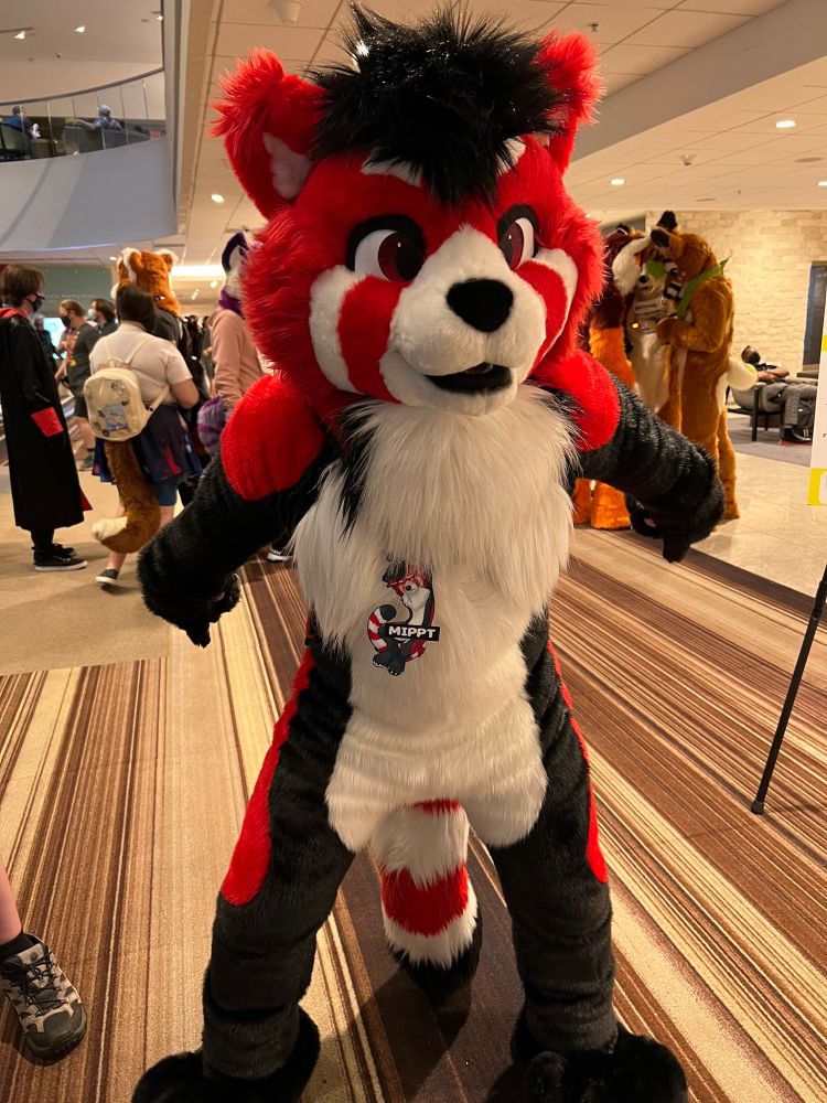 Red panda fursuit, Mippt, posing for a picture.