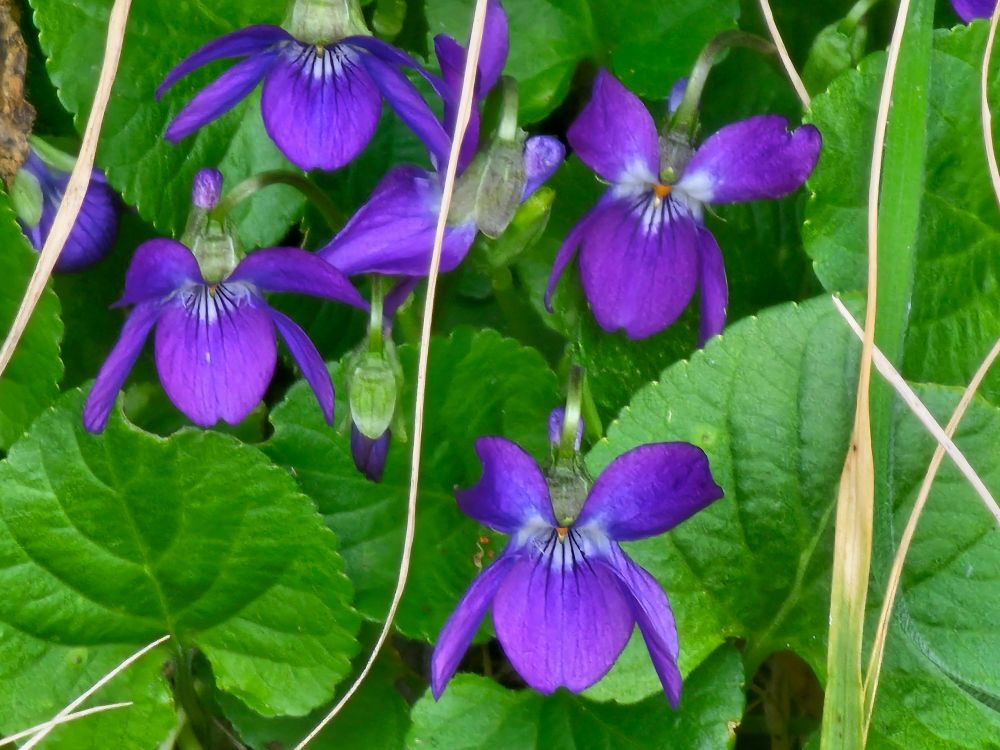 Purple flowers on ground.