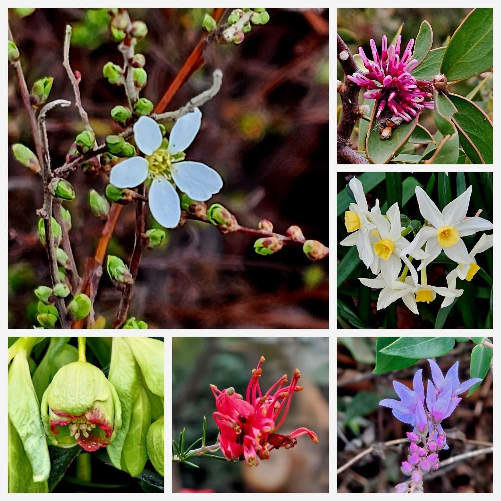 Six different flowers in a collage.