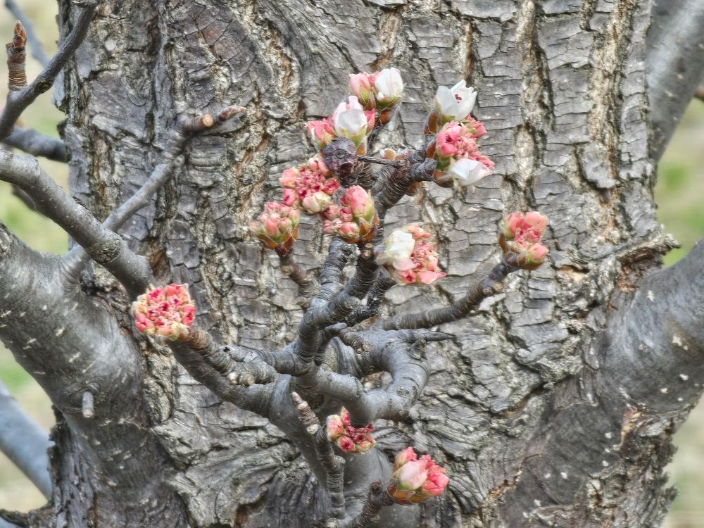 White ornamental pear flowers.