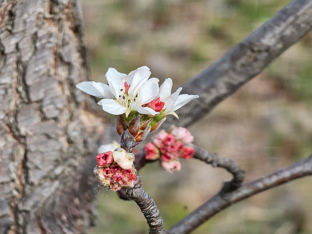 White ornamental pear flowers.