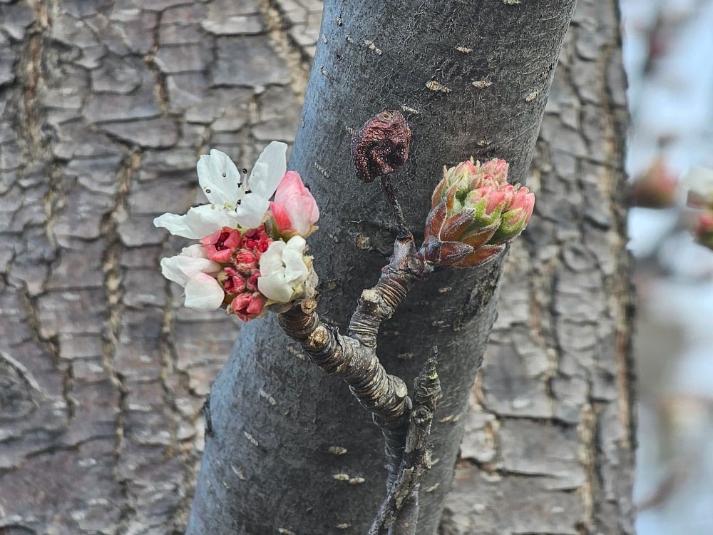 White ornamental pear flowers.