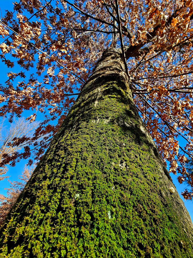 A big mossy trunk oak tree with dried brown leaves in blue sky.