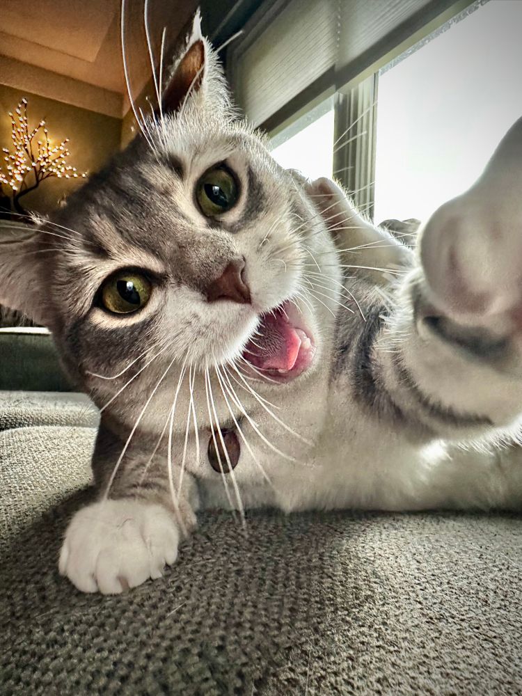 close up of tabby and white cat reaching towards camera while on sage coloured couch cushion with open mouth and wide eyes. lit up tree in background on mantle and window