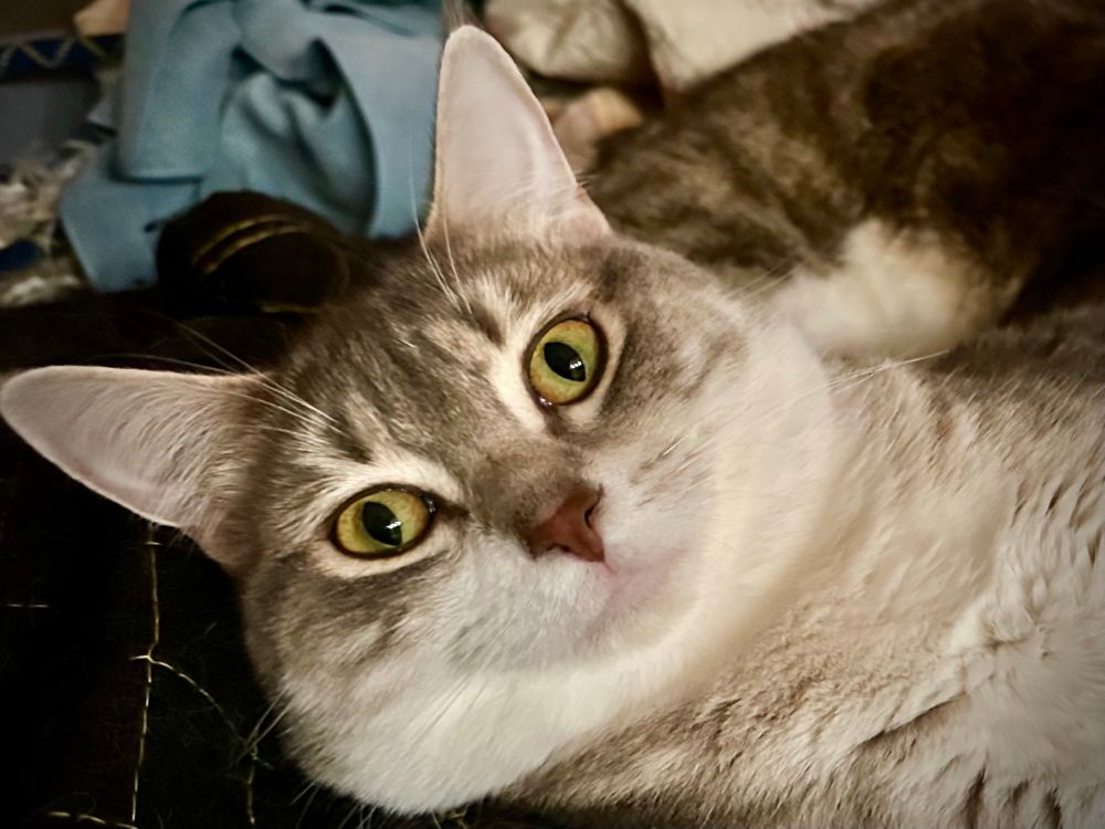Close-up of gray and white tabby, cat face, looking directly at camera with large green eyes