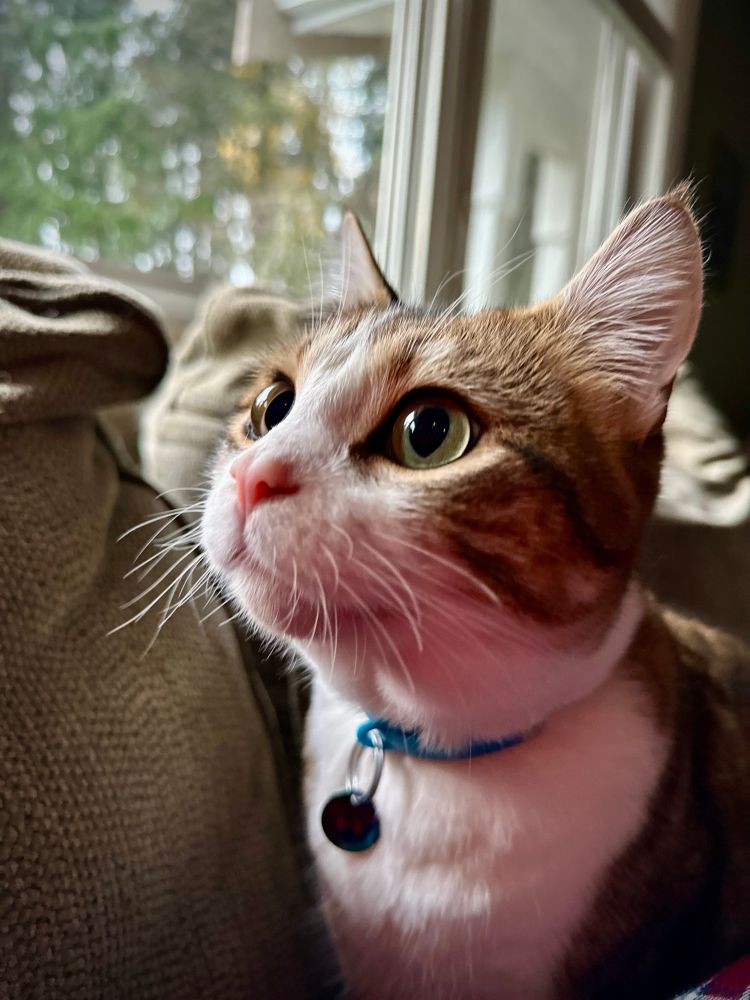 Tabby and white cat close-up of face and chest, looking off to the side with huge green eyes and a window and couch in the background