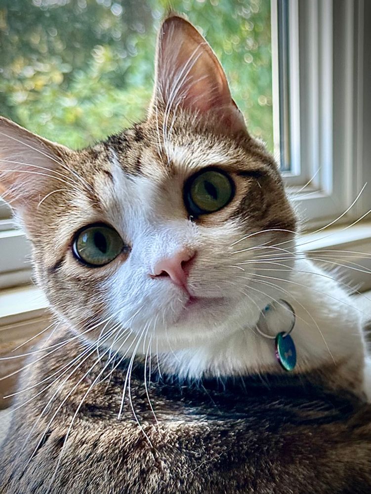 brown tabby and white cat closeup on face looking a bit quizzical and eyes looking up over the lens. window in background 