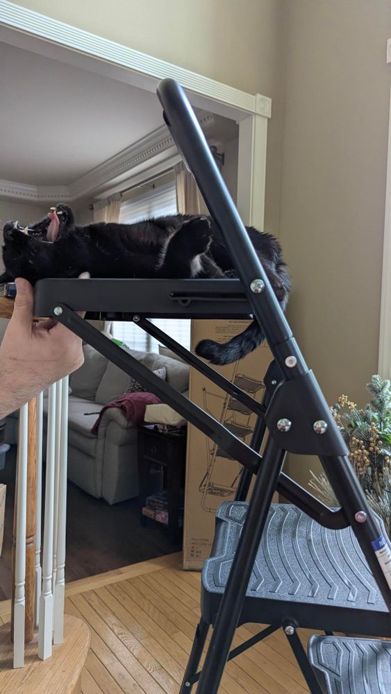 A black cat on a stepladder with his mouth open