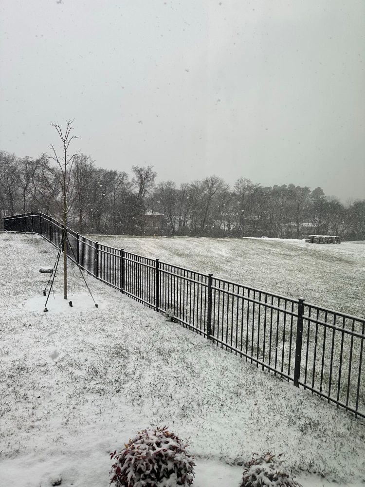 Landscape view of a black aluminum fence, a small tree and a shrub. The grass is covered in snow, but still poking through. 