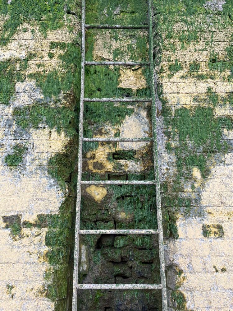Brick wall on the bank of the river Thames at low tide with ladder and allege 