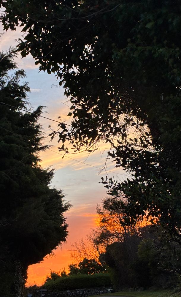red morning colours in the distance as sun rises behind some trees
