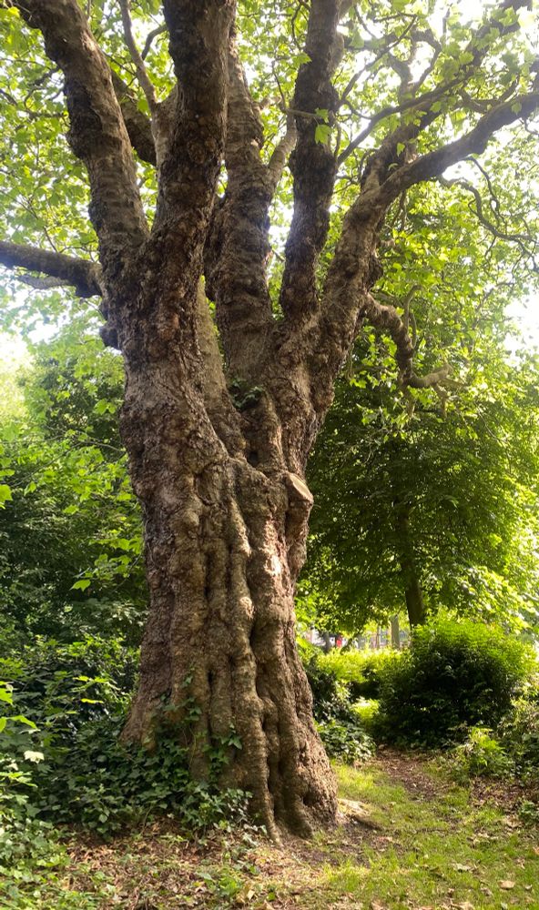 big old gnarly trunk of a tree in merrion sq
