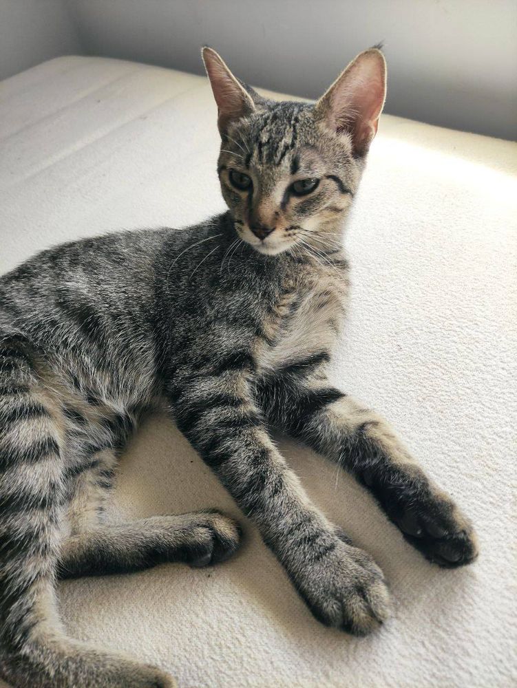 Foto de la gata, es de color gris con rallas negras y el hocico blanco. Sus ojos son marrones verdosos. Está tumbada sobre un colchón. Mirando hacia el lado