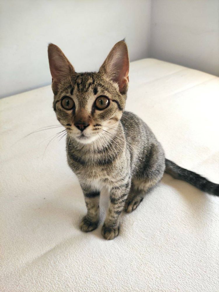 Foto de la gata, es de color gris con rallas negras y el hocico blanco. Sus ojos son marrones verdosos. Está sentada en un colchón mirando al lado de la cámara