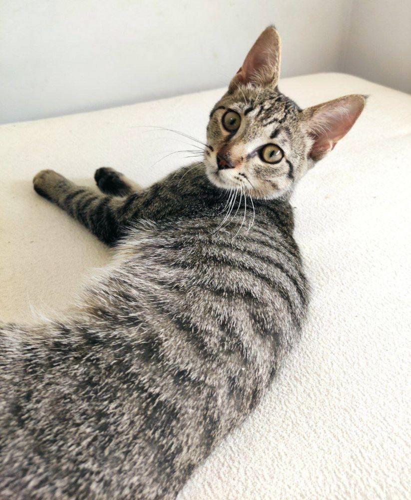 Foto de la gata, es de color gris con rallas negras y el hocico blanco. Sus ojos son marrones verdosos. Está tumbada de espaldas a la cámara, pero ha girado la cabeza para mirar hacia ella