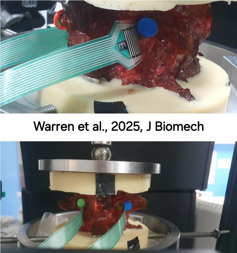 2 photos of an experimental setup showing spine tissue from sheep with different sensors for displacement and pressure measurements.