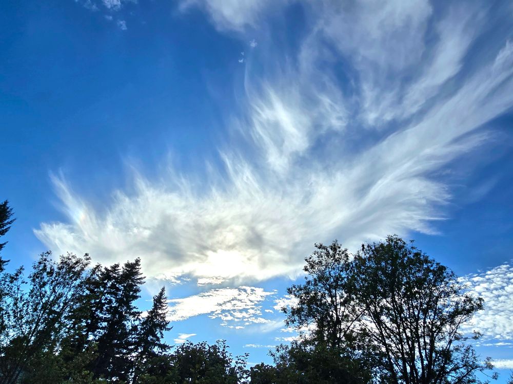Feathery cirrus clouds, backlit by the sun, in a blue sky late in the afternoon in October.