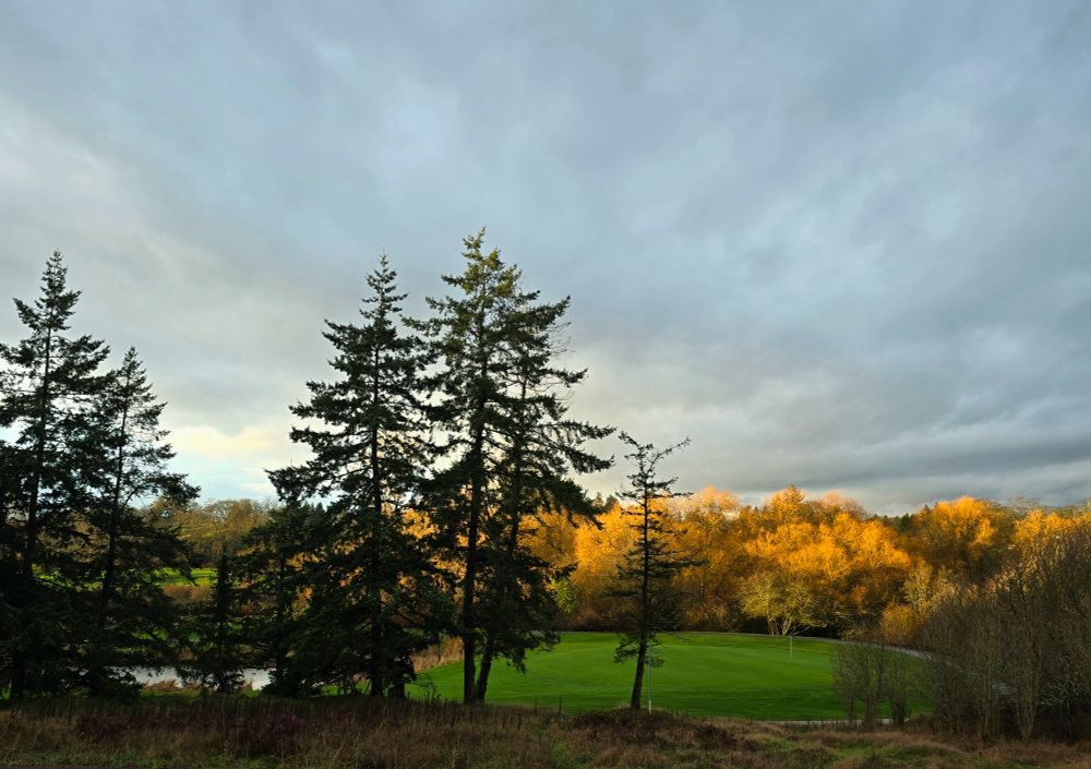 The rising sun lights up a bank of bare yellow willow branches on the far side of a golf green, silhouetting a dark row of fir and cedar trees under a cloudy sky.