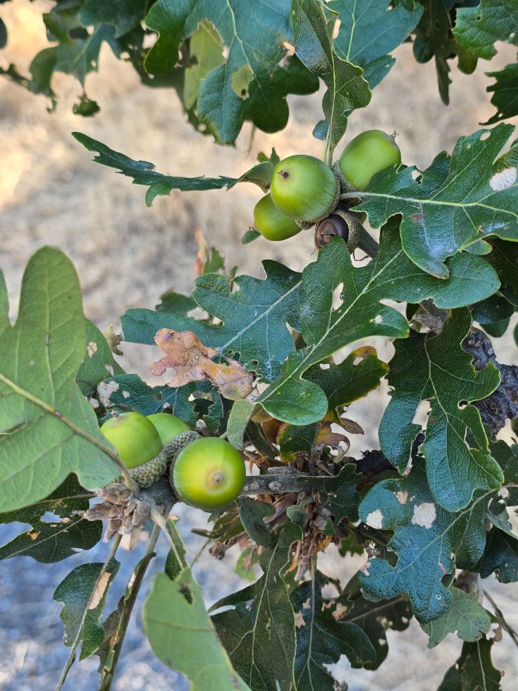 Clusters of bright green acorns on a Garry Oak tree branch.