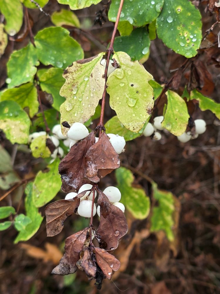 Close-up view of raindrops on the pale green leaves of a snowberry bush, with a cluster of white berries under the leaves, in an early fall scene.