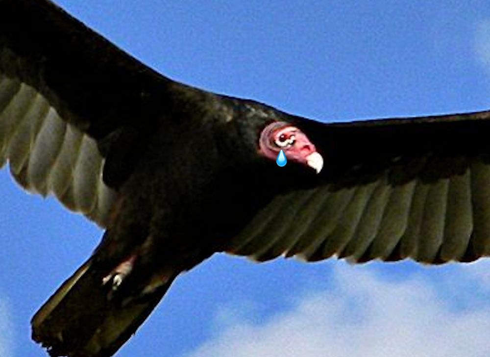 a turkey vulture flying with a single tear coming out of its eye