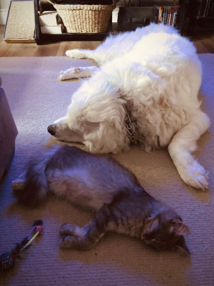 A photo of a cat and dog asleep on a beige rug. The cat is a brown long- haired tabby and his tail is curved over his back legs. The dog is a large white Great Pyrenees and his head is close to the cat’s curled tail.