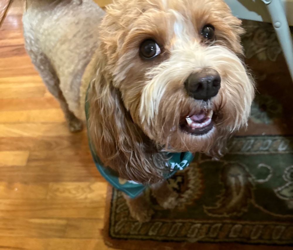 A small brown dog who is excited for leftovers at thanksgiving 