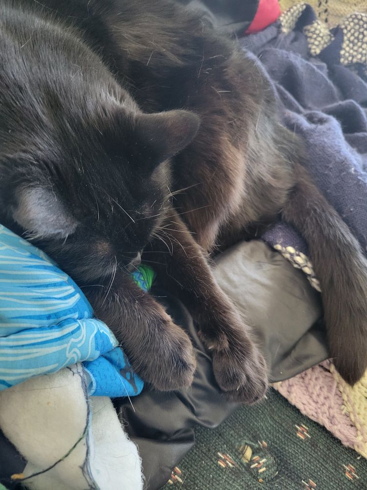 A black cat, fast asleep on a pile of blankets