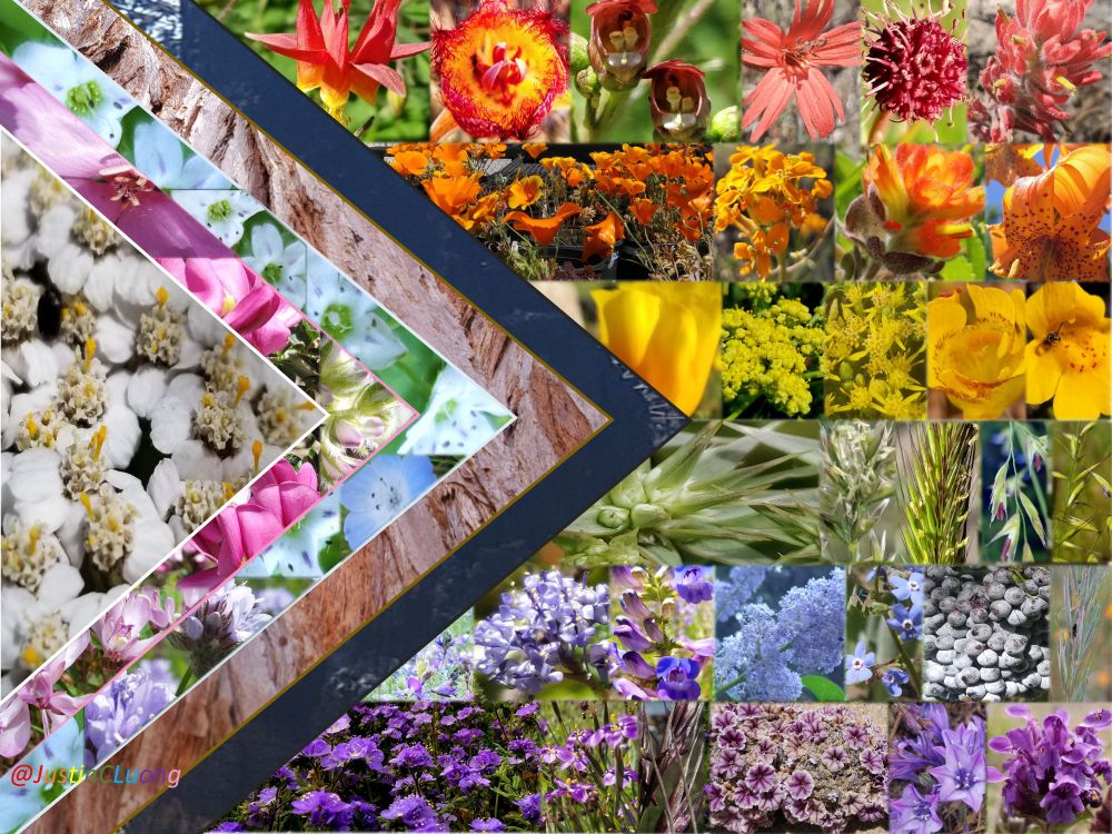 Progressive Pride Flag made in 2022 by Dr. Justin Luong from photos taken by Justin Luong of California Native Plants.

#Pride
#Pride2025
##CaliforniaNativePlants 
