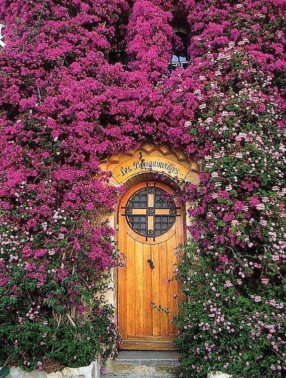 普罗旺斯的薰衣草