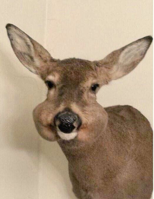 Biche empaillée approximativement, ses joues sont gonflées comme celle d'un hamster kleptomane 
