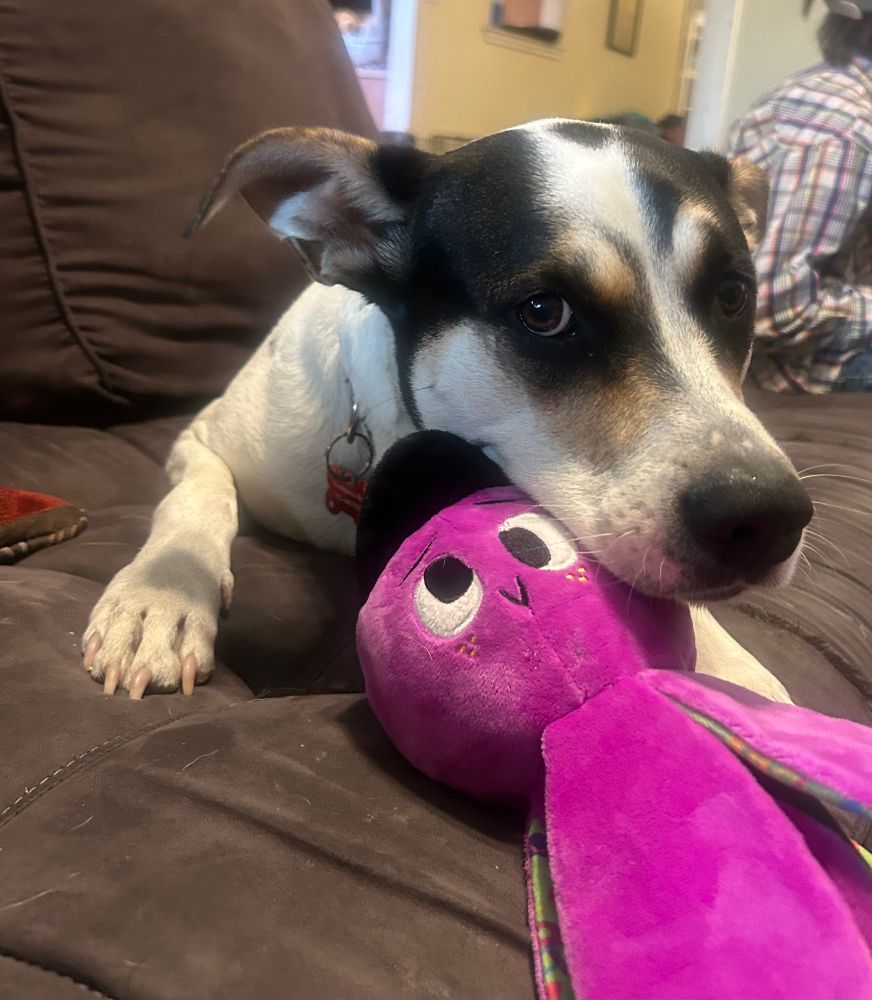 A medium-sized black and white mutt with a purple octopus toy. He’s looking very politely at the camera. The camera lens is blurry because I am a disaster with sweaty hands.