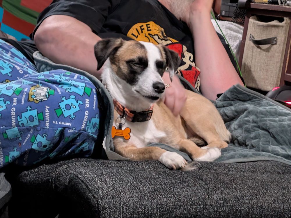 A small tan and white dog with black eye patches is curled up on a sofa against her person's legs. Beneath her is a fabric covered heat pad. Her face wears an expression of sleepy bliss.