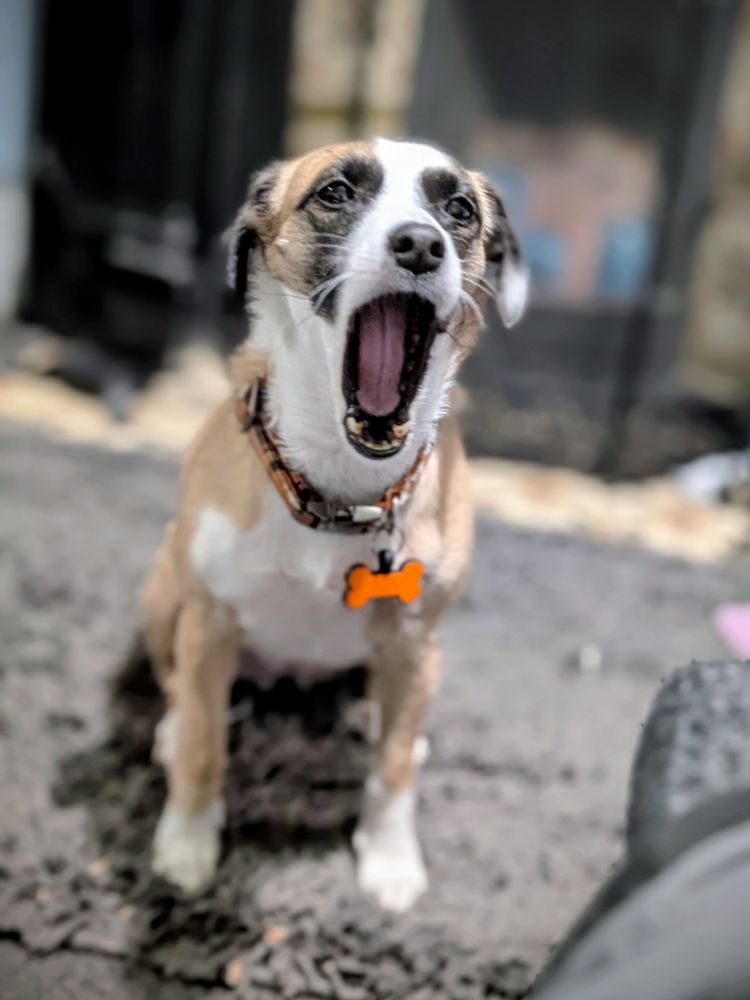 A tan and white dog with black eye patches does an unnecessarily dramatic yawn