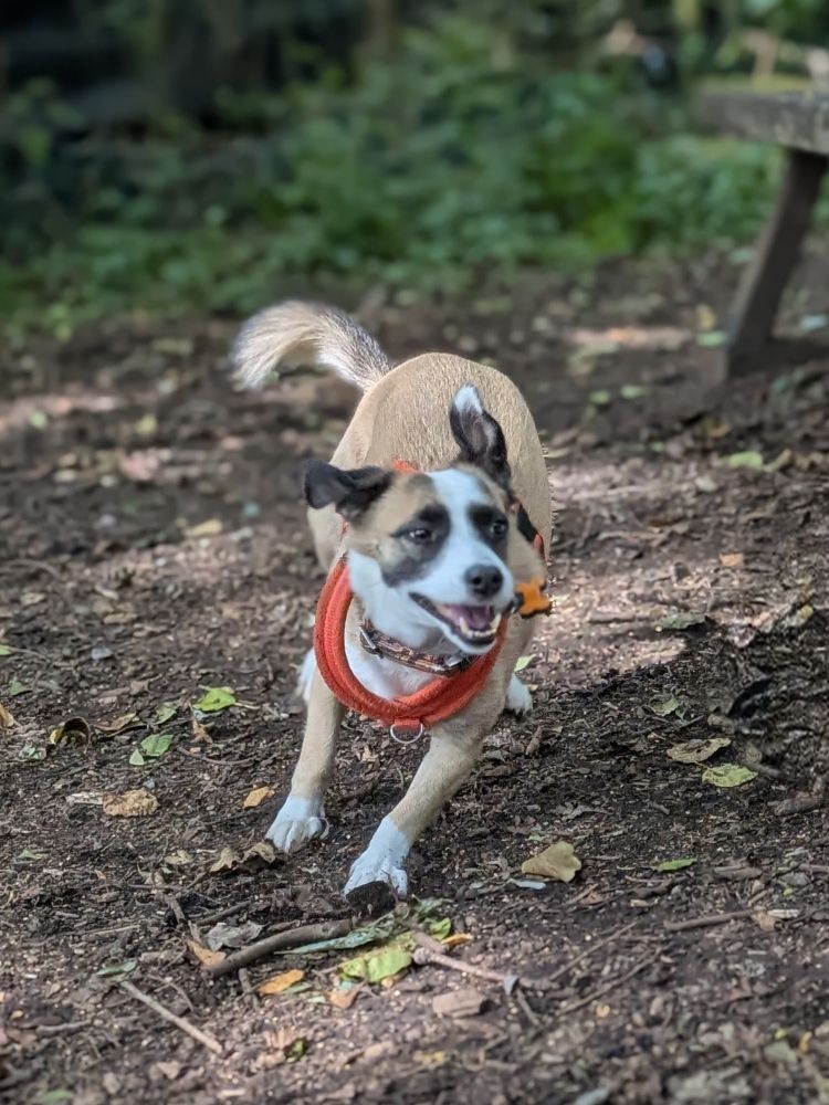 A tan and white dog with black ear markings corners at speed in woodland. Her tail flies out behind her as a counterbalance and her ears are flying in all directions.