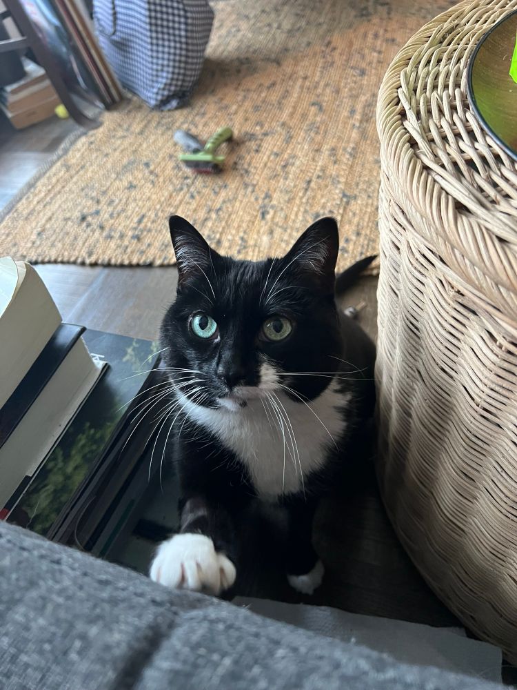 A small black and white cat reaches up to the seat of a couch with her paw