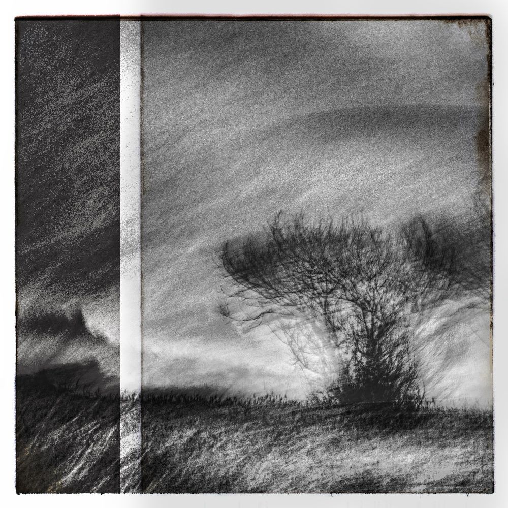 Mono intentional camera movement image of trees on Heath land, divided by a white line