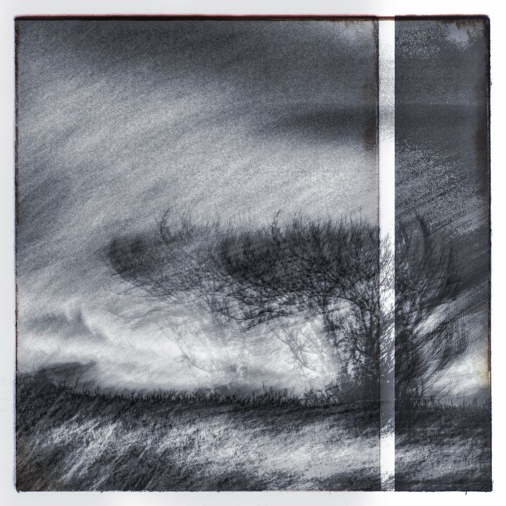 Mono, intentional camera movement image of trees on Heath land, divided by a white line