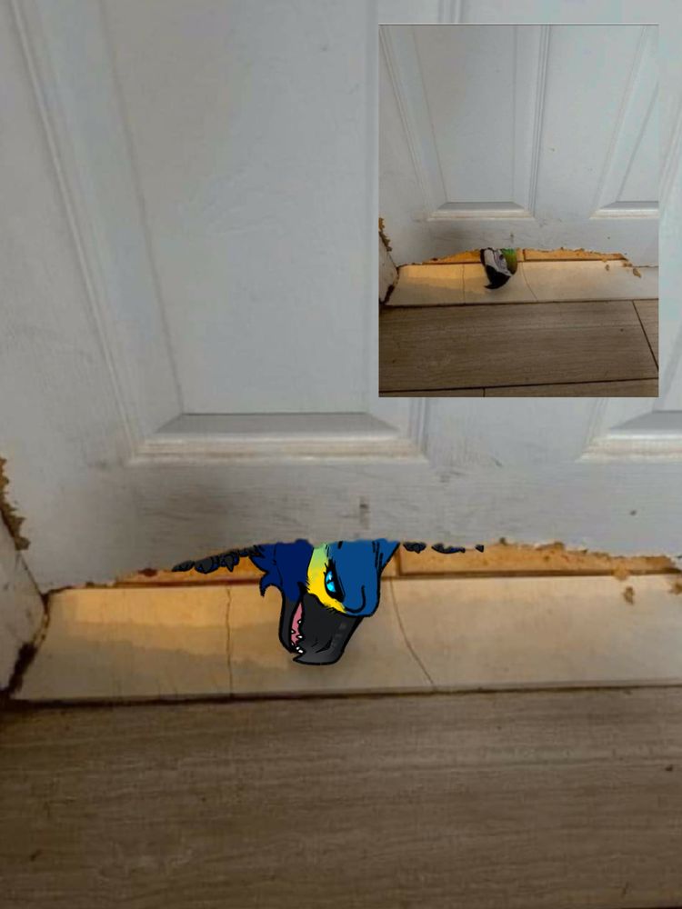 Jericho has chewed through the door, inquiring on the houses' nut status.