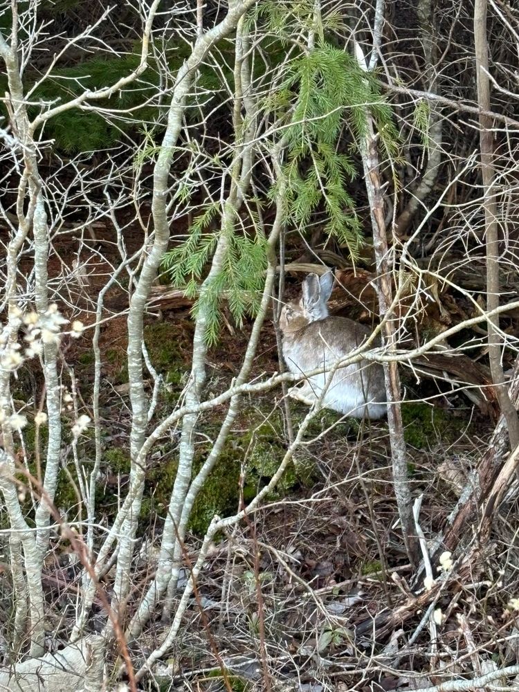 Rabbit in trees.